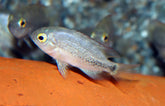 Cribroheros Rostratus S Cichlide Rostratus